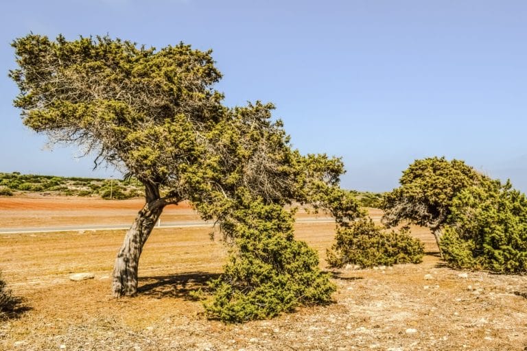 Juniper Tree Meaning & Symbolism (Eternal Youth or Revenge?)