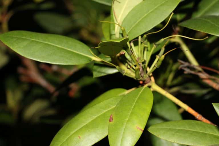 Laurel Leaf Meaning & Symbolism (Success & Wealth)