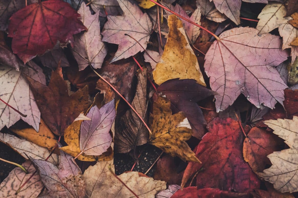 Spiritual Meaning of a Leaf (Growth and Fertility)