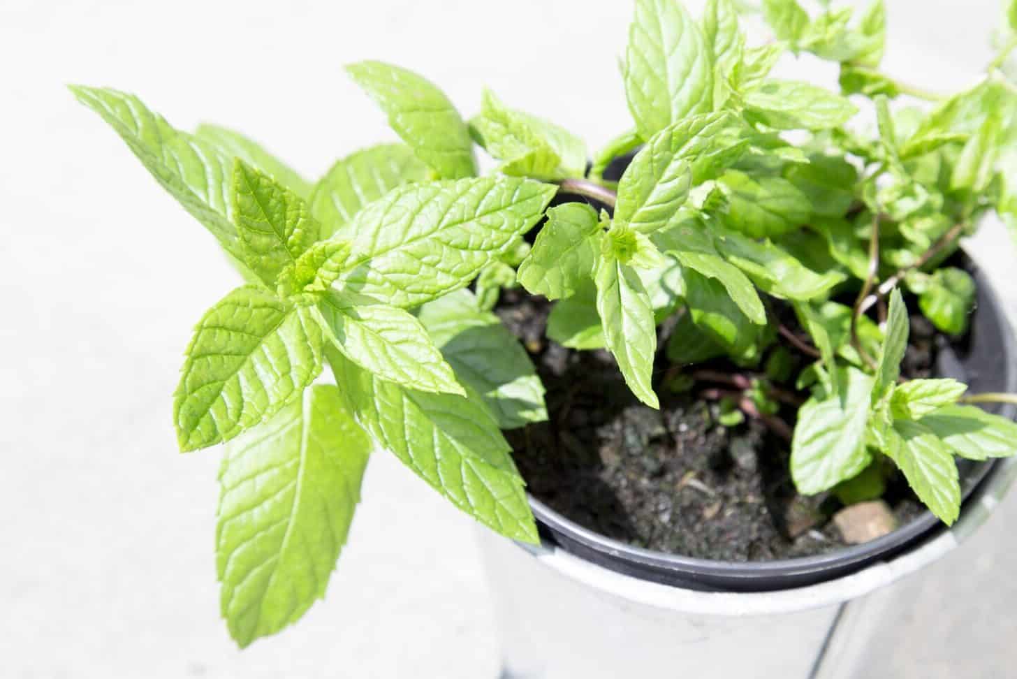 Mint Symbolism & Spiritual Meaning (Protection, Wisdom)