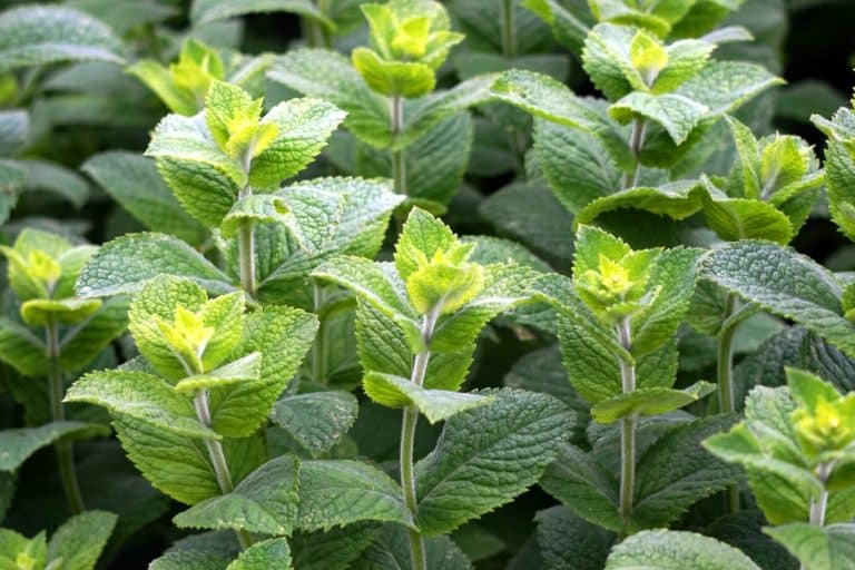 Mint Symbolism & Spiritual Meaning (Protection, Wisdom)