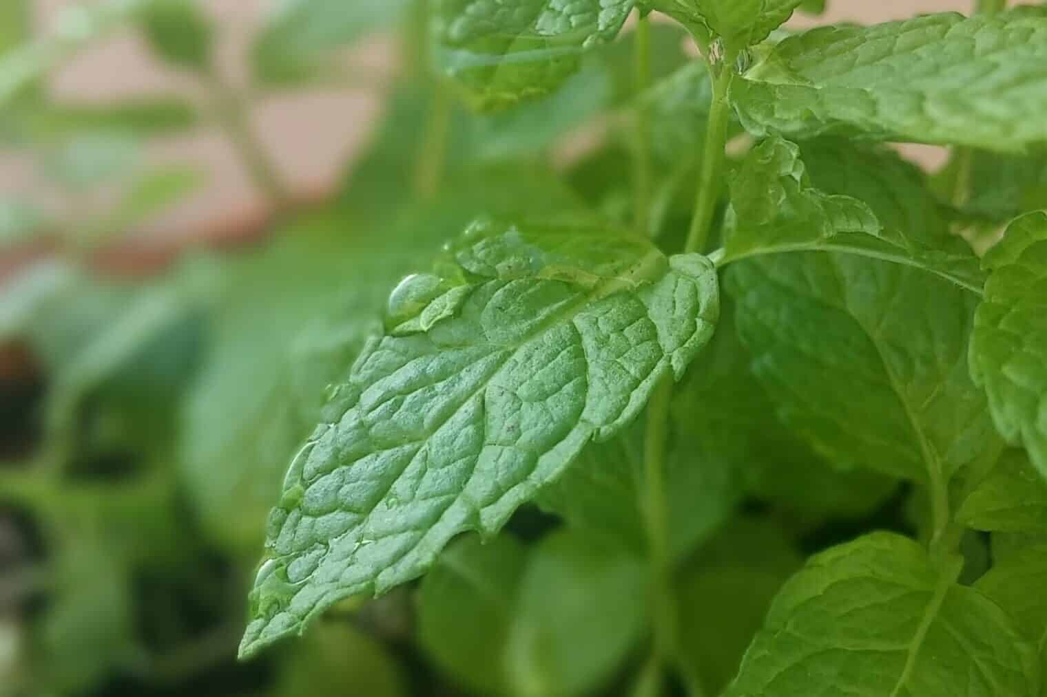 Mint Symbolism & Spiritual Meaning (Protection, Wisdom)
