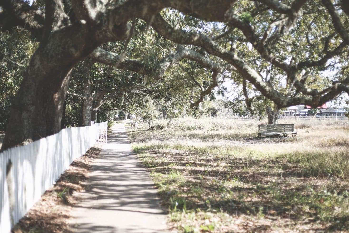 Oak Tree Meaning & Symbolism (Longevity, Honor, Strength)