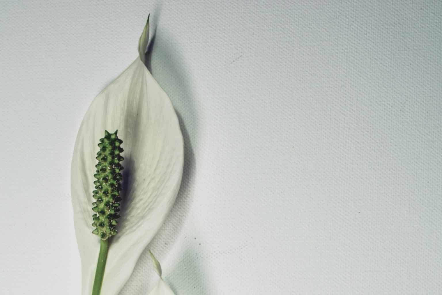 Peace Lily Flower Meaning & Symbolism (Virtue & Hope)