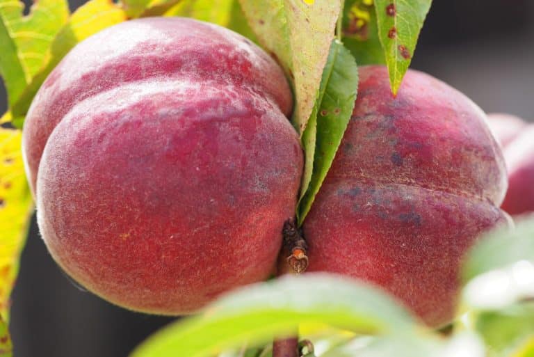 Peach Fruit Meaning and Symbolism (Immortality and Happiness)