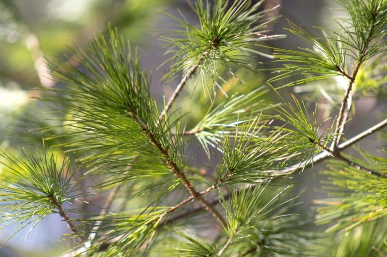 Pine Tree Meaning and Symbolism (Wisdom and Virtue)
