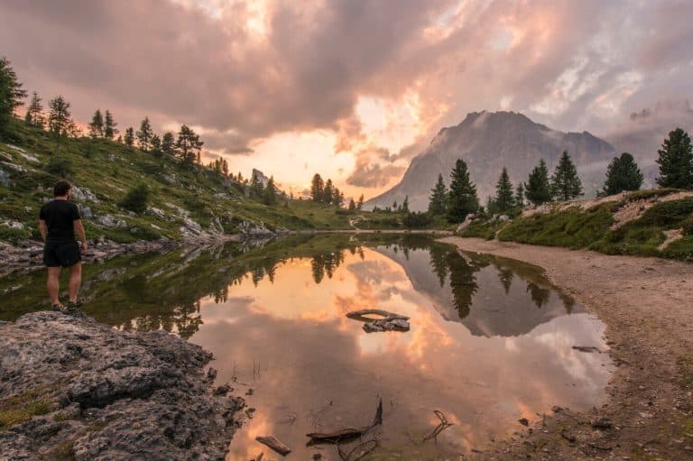 Pine Tree Meaning and Symbolism (Wisdom and Virtue)