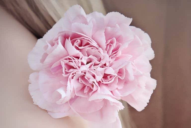 Pink Carnation Flower Meaning & Symbolism