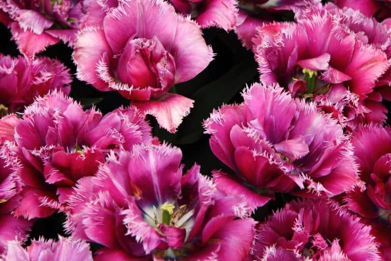 Purple Carnation Meaning & Symbolism (Calmness & Creativity)
