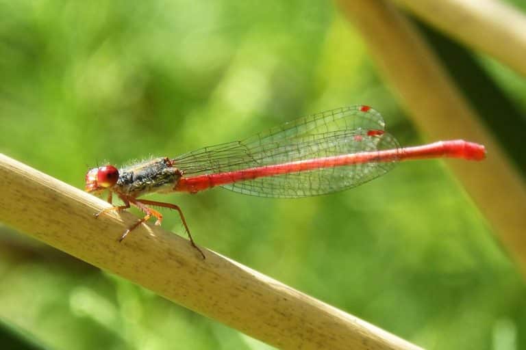 Red Dragonfly Meaning & Symbolism (Courage & Love)