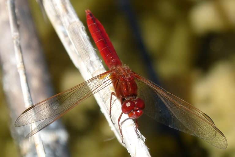 Red Dragonfly Meaning & Symbolism (Courage & Love)