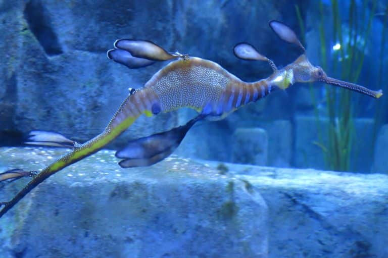 Seahorse Symbolism (7 Meanings) Spirit Animals & Dreams