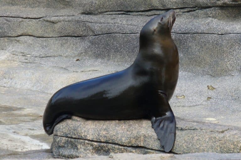 Seal Symbolism (7 Meanings) Spirit Animal & Dreams