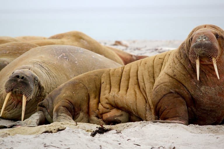 Seal Symbolism (7 Meanings) Spirit Animal & Dreams