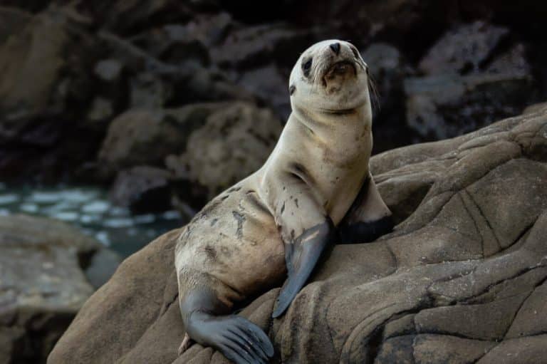 Seal Symbolism (7 Meanings) Spirit Animal & Dreams