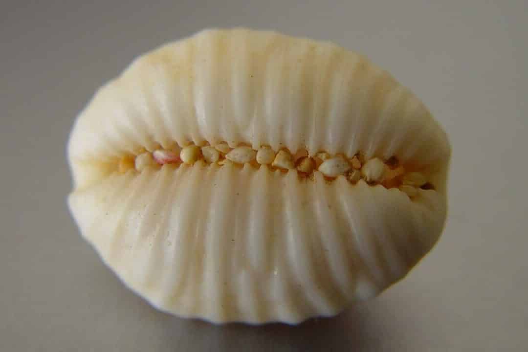 Clamshell Symbolism & Meaning (Patience & Secrets)