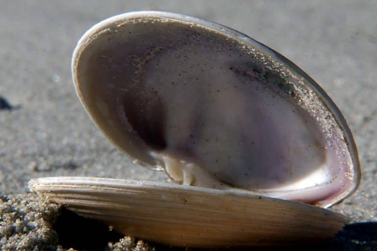 Clamshell Symbolism & Meaning (Patience & Secrets)