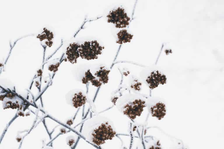 14 Top Snow Metaphors, Similes and Idioms (2022)