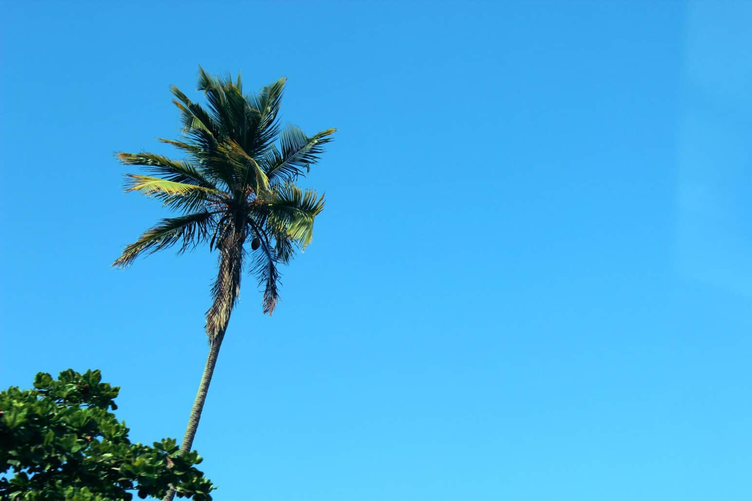 16 Top Plant and Tree Metaphors (A Root and Branch Review!)