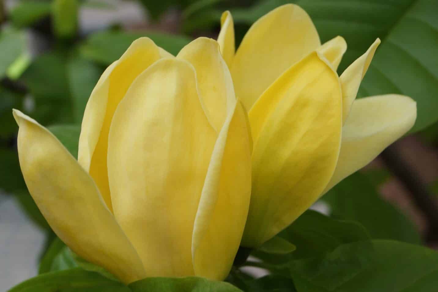 Magnolia Flower Meaning & Symbolism (Endurance & Love)