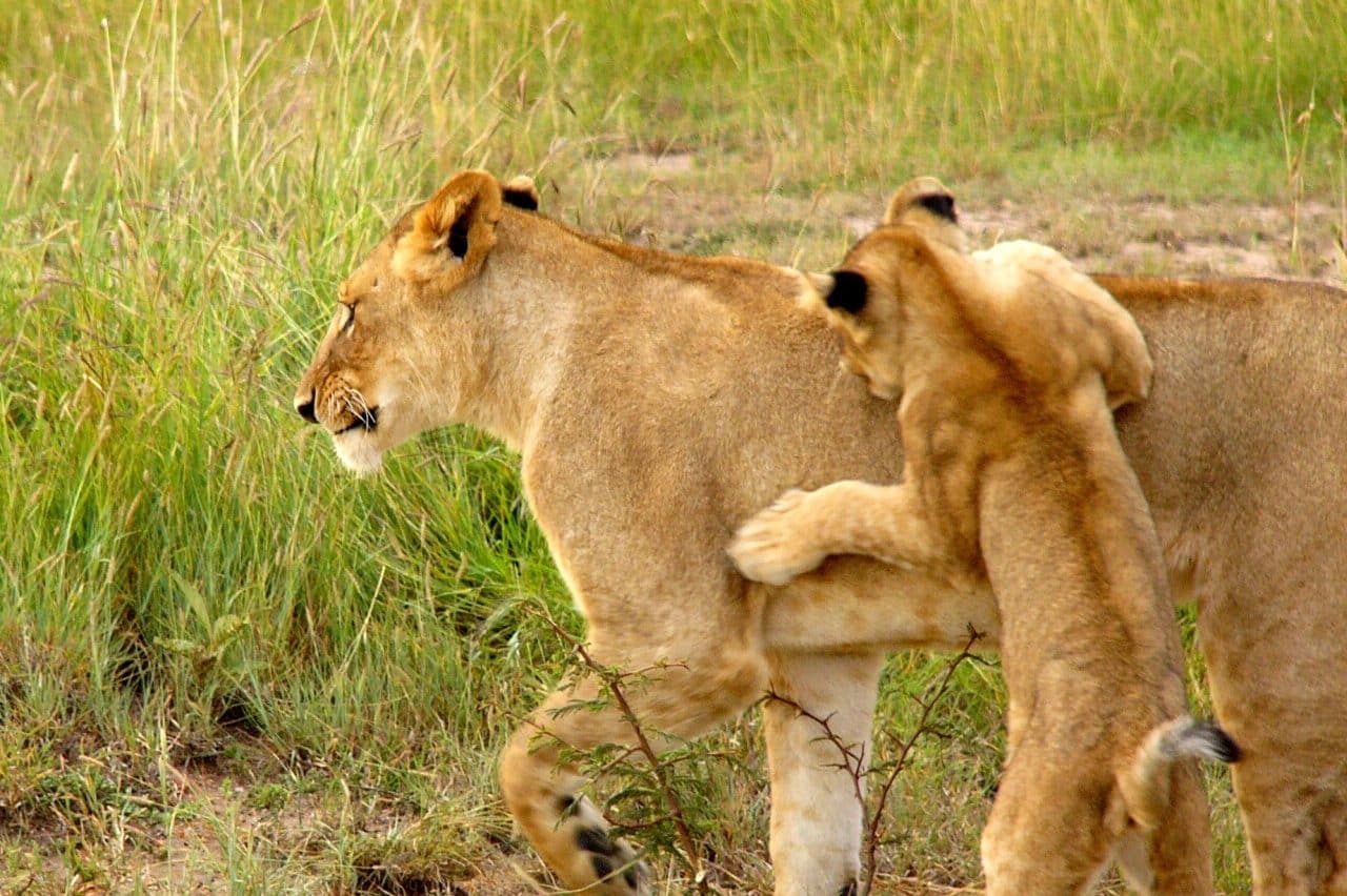 Lioness in Dreams Meaning & Symbolism