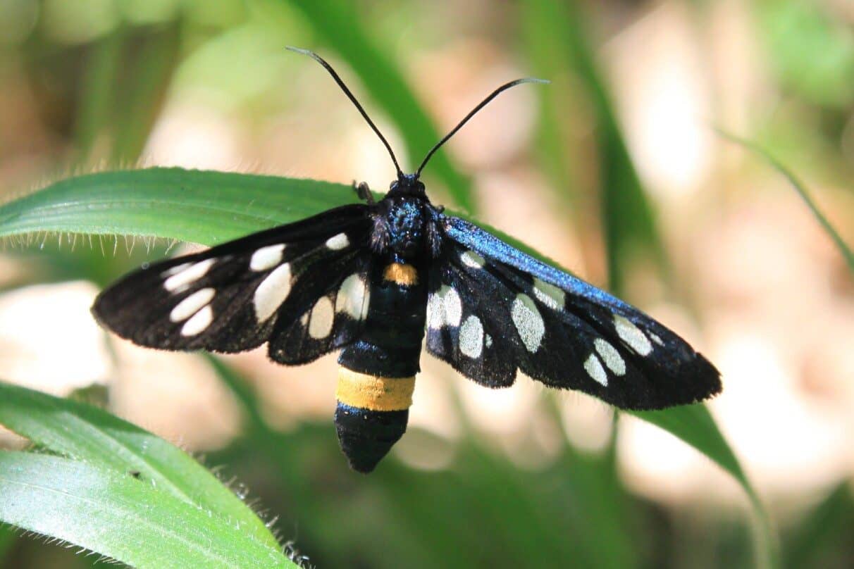 Black Butterfly Spiritual Meaning & Symbolism (9 Omens)