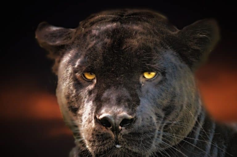 Black Jaguar Spiritual Meaning & Symbolism