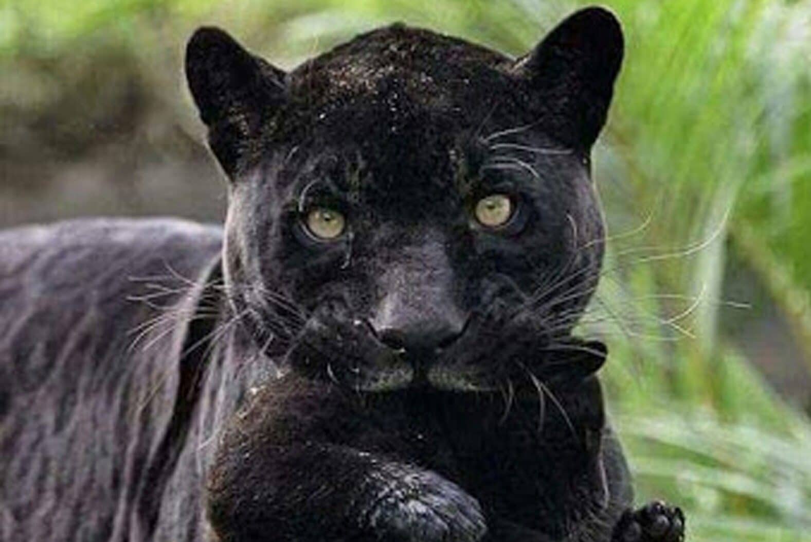 Black Jaguar Spiritual Meaning & Symbolism