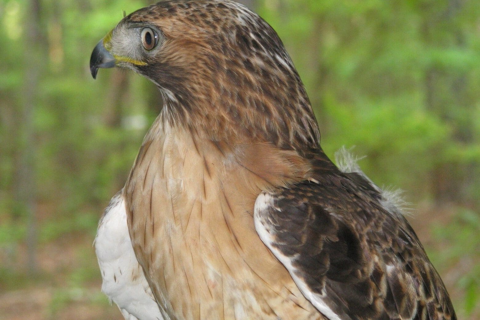 Dead Hawk Meaning and Symbolism