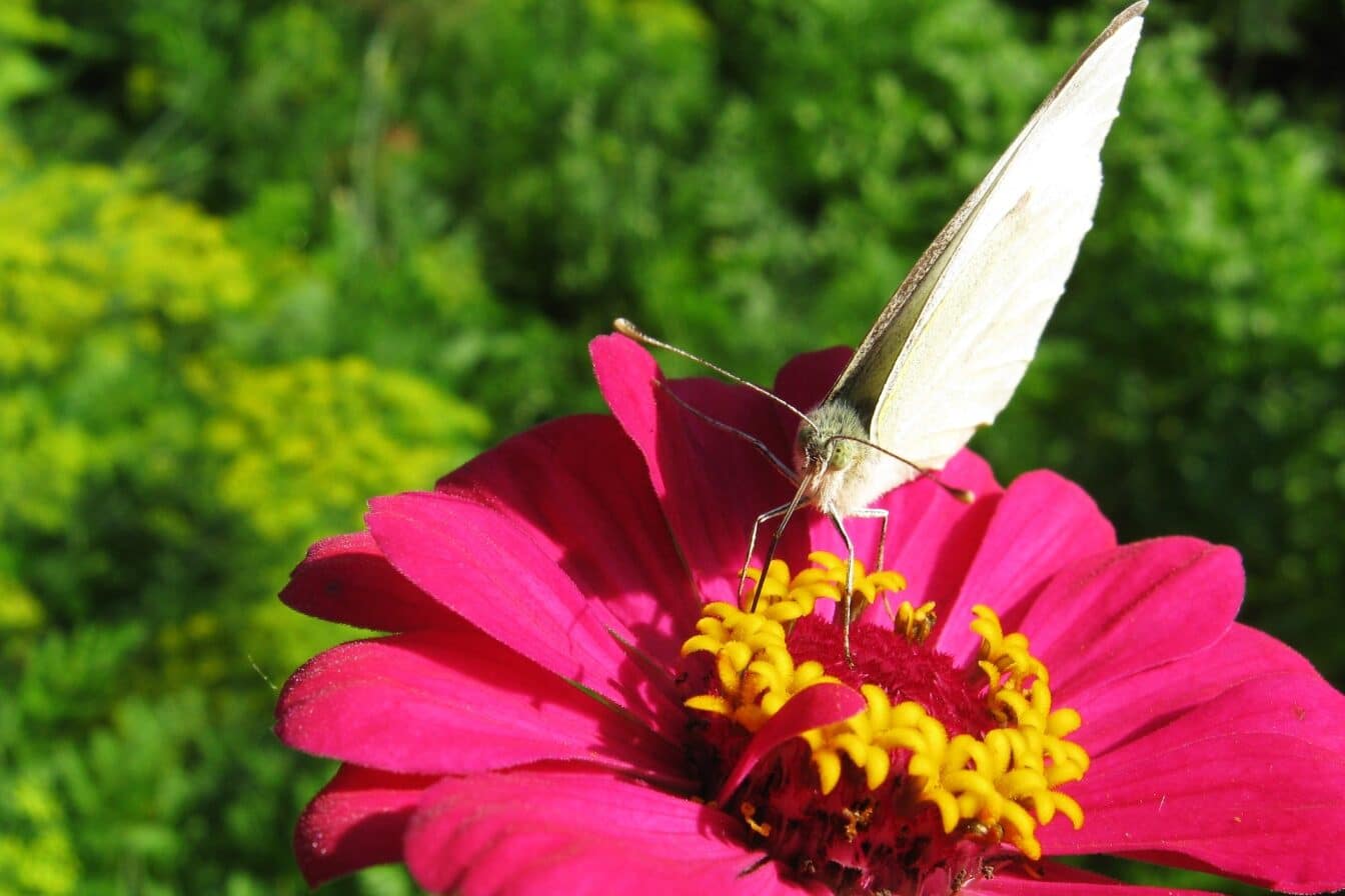 White Butterfly Spiritual Meaning & Symbolism (16 Omens)