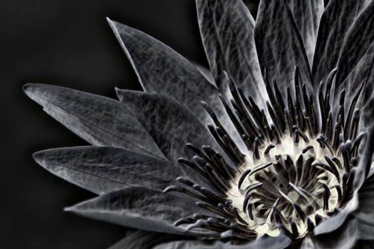 8 Black Flower Meanings and Symbolism