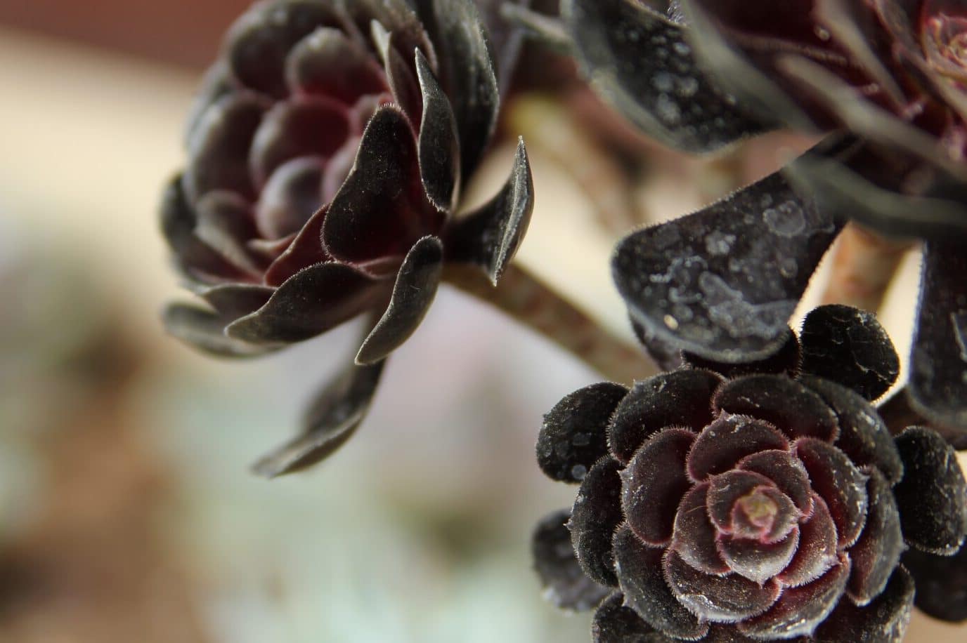 8 Black Flower Meanings and Symbolism