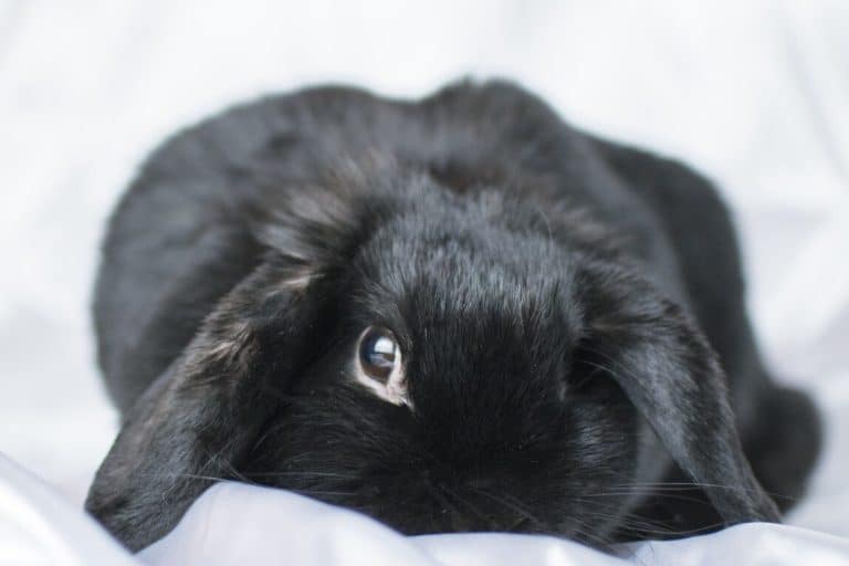 Seeing a Rabbit at Night 5 Spiritual Meanings