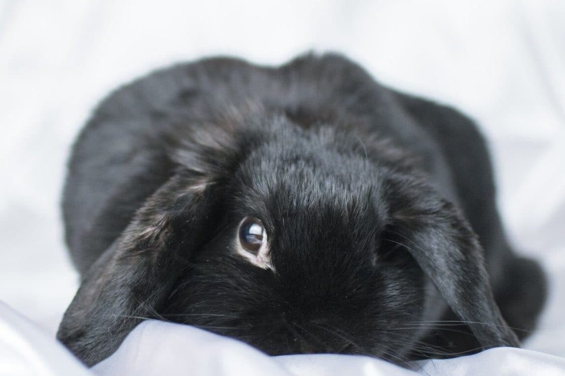 Seeing a Rabbit at Night 5 Spiritual Meanings