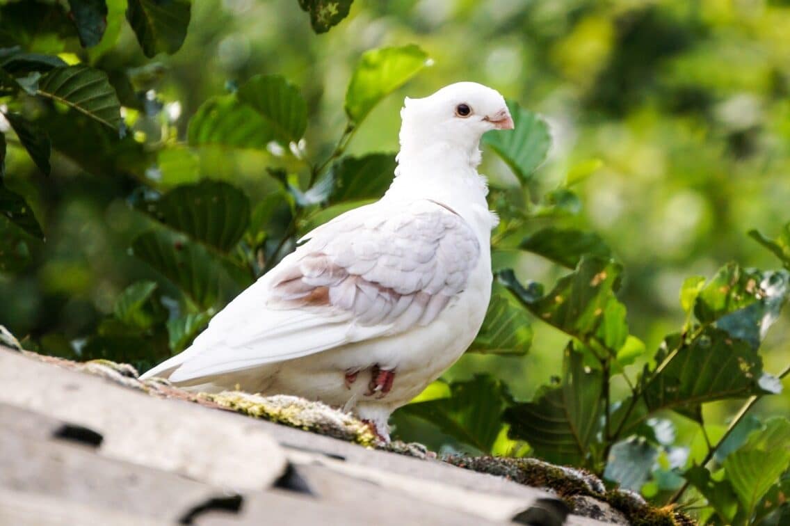 White Dove Spiritual Meaning & Symbolism (10 Omens)