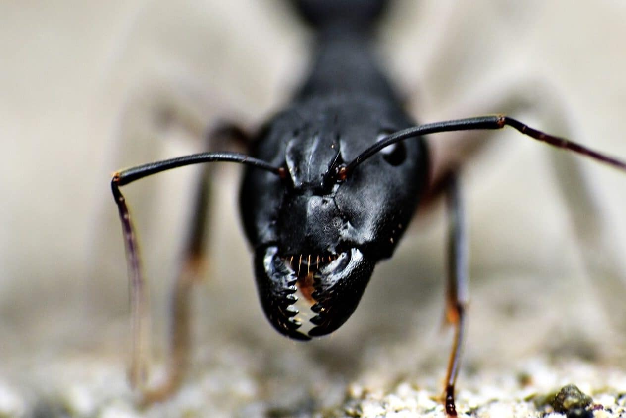Black Ant Spiritual Meaning and Symbolism (12 Omens)