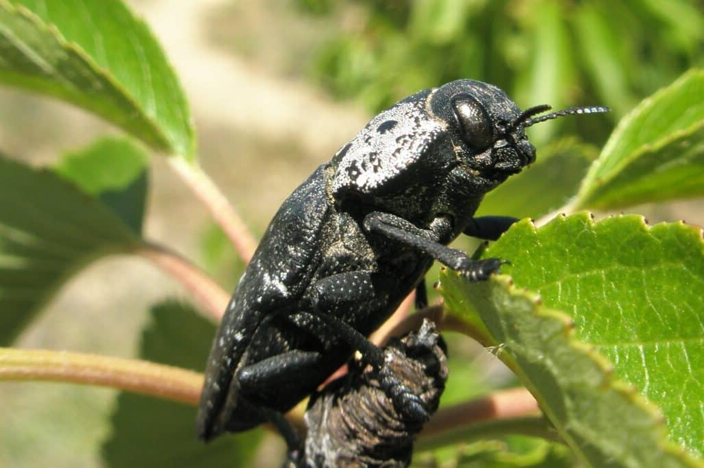 Black Beetle Spiritual Meaning and Symbolism (11 Omens)