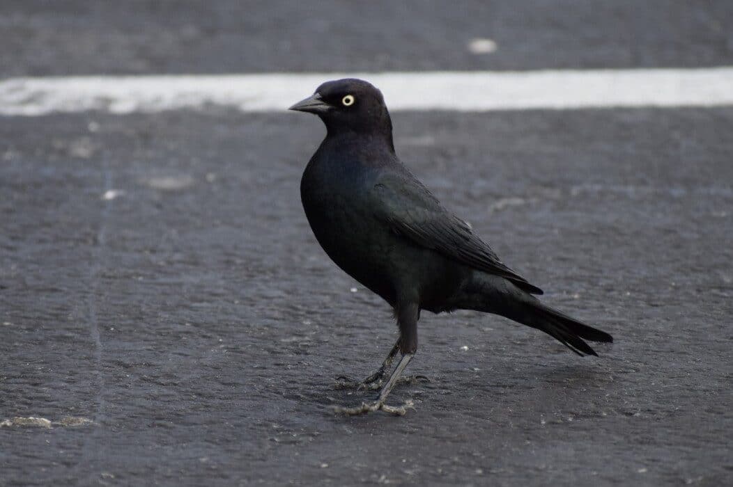 What does a Flock of Blackbirds Symbolize?