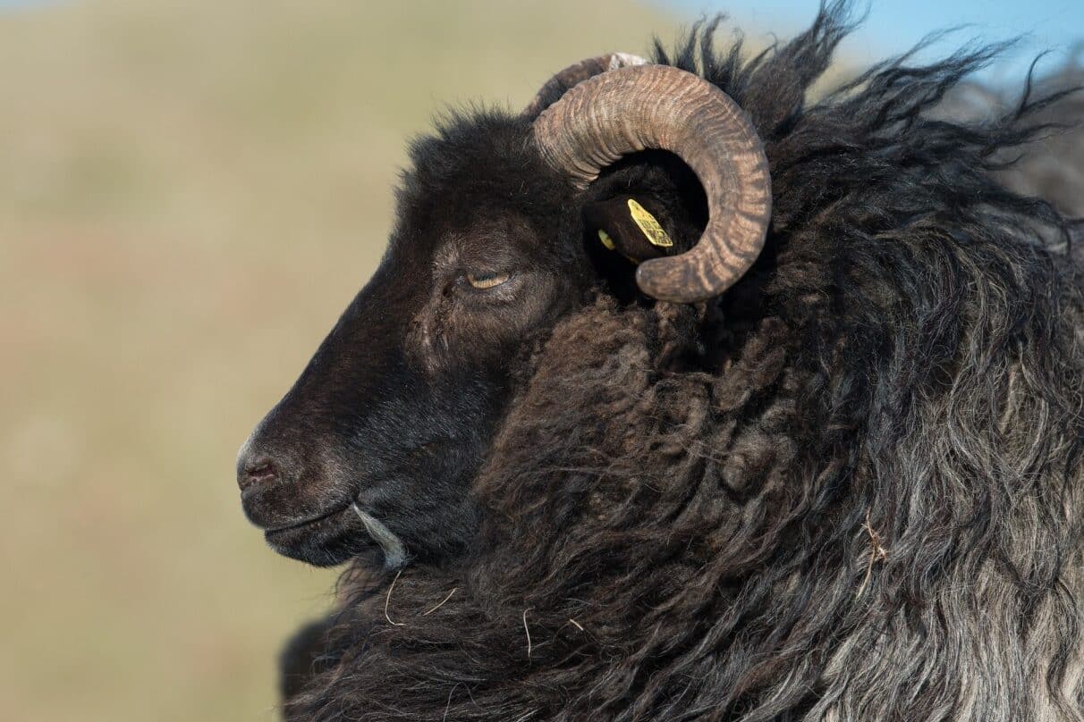 Black Sheep Spiritual Meaning and Symbolism (11 Omens)