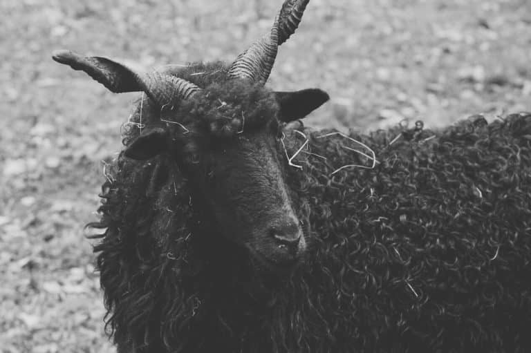 Black Sheep Spiritual Meaning and Symbolism (11 Omens)