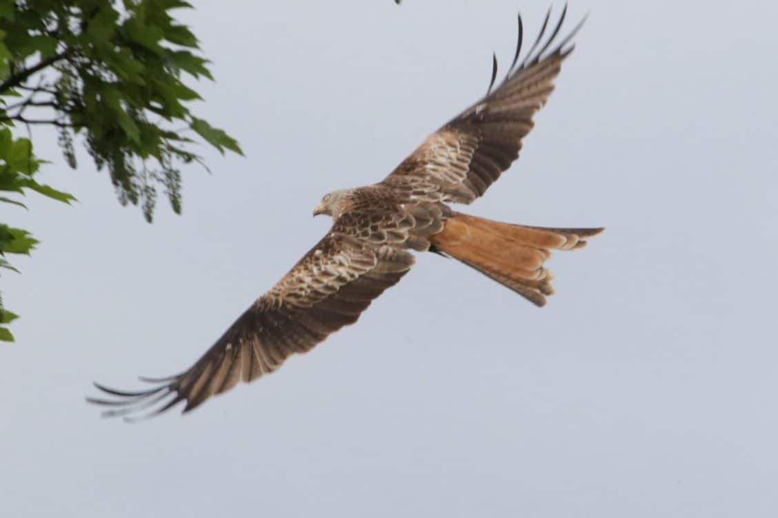Brown Bird Spiritual Meaning and Symbolism (12 Omens)