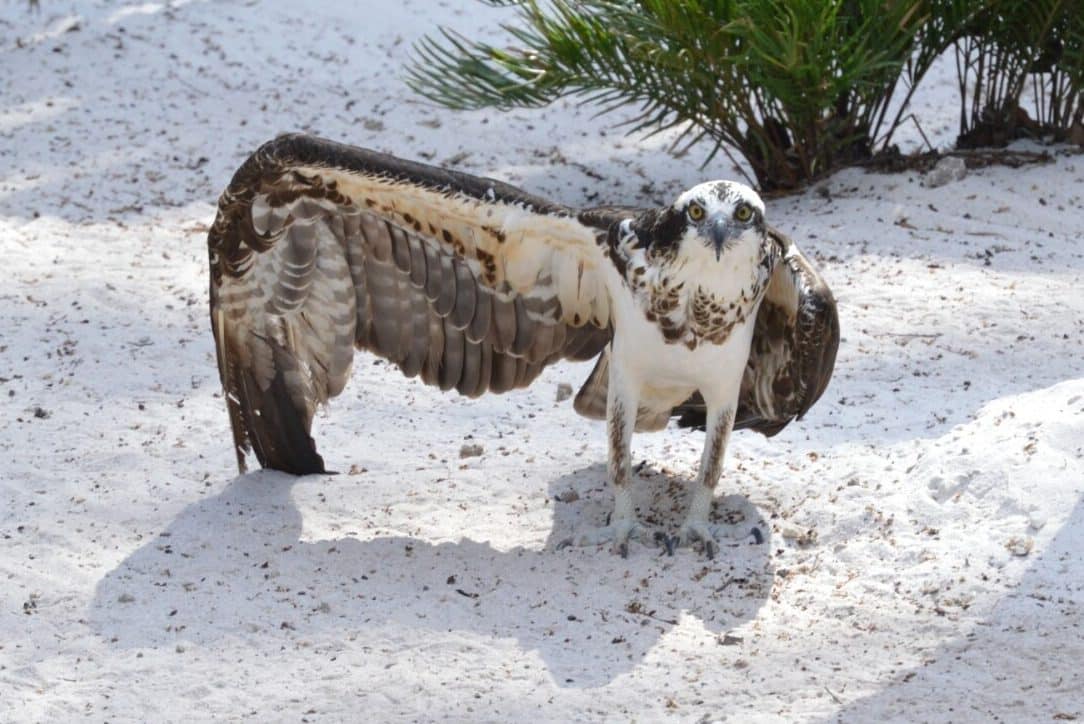 White Hawk Spiritual Meaning and Symbolism (11 Omens)