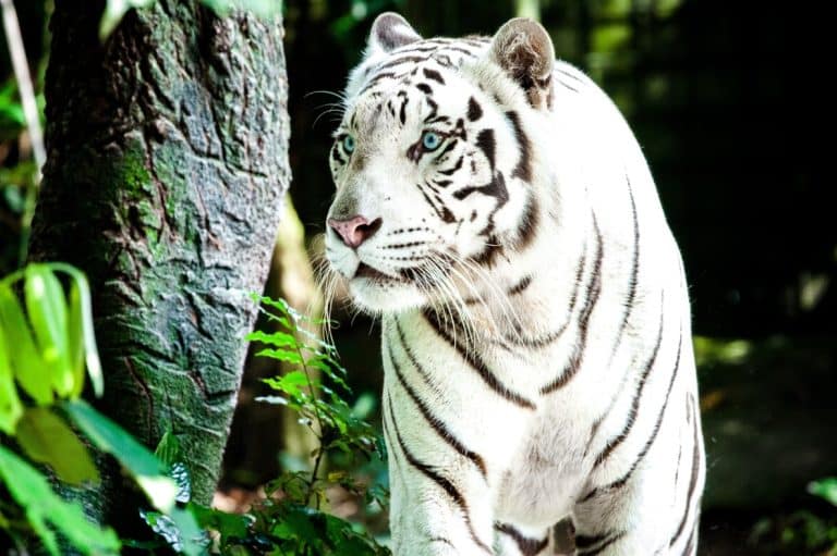 White Tiger Spiritual Meaning and Symbolism (9 Omens)