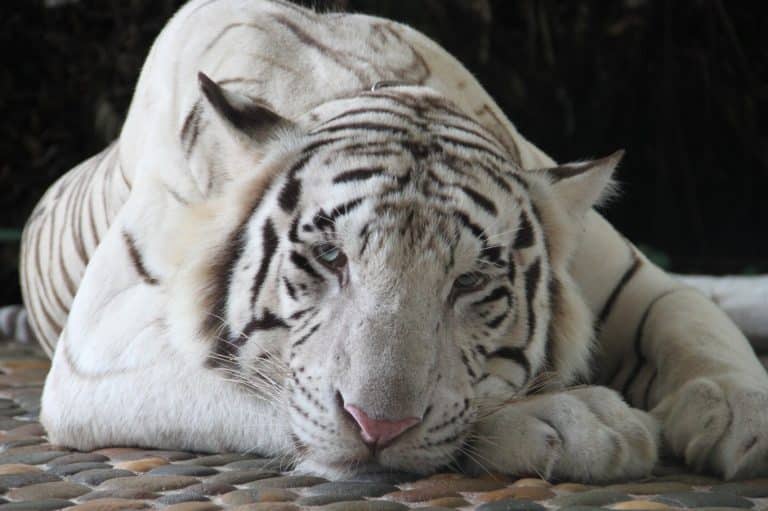White Tiger Spiritual Meaning and Symbolism (9 Omens)
