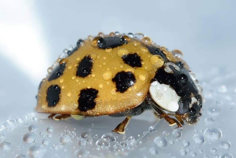 Yellow Ladybug Spiritual Meaning & Symbolism (11 Omens)