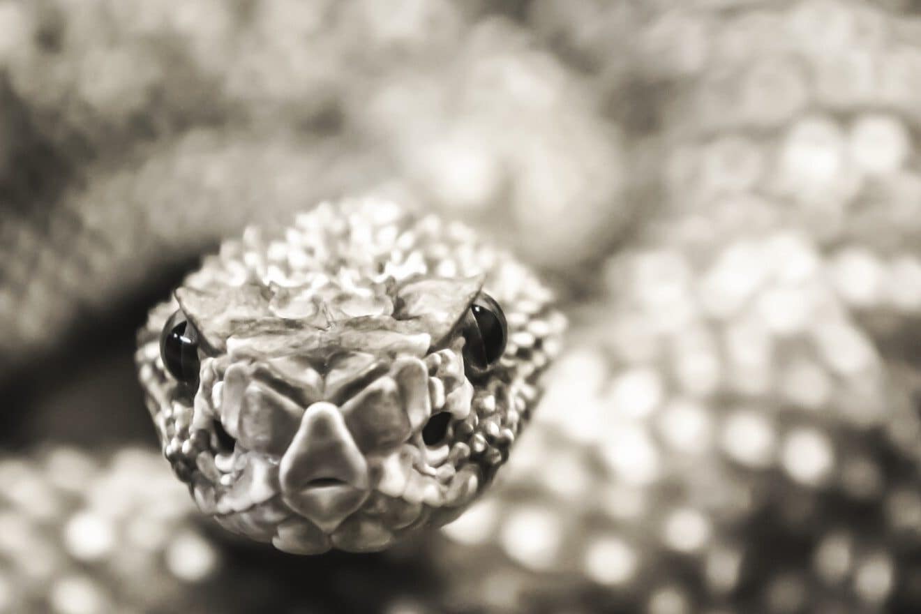 Rattlesnake Symbolism and 5 Spiritual Meanings