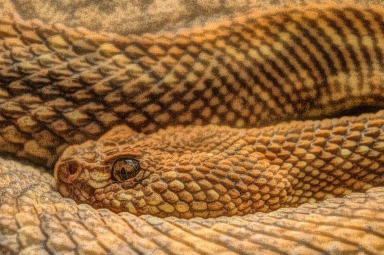 Rattlesnake Symbolism and 5 Spiritual Meanings