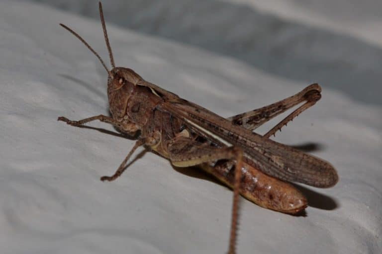 Cricket in the House 5 Spiritual Meanings & Symbolism