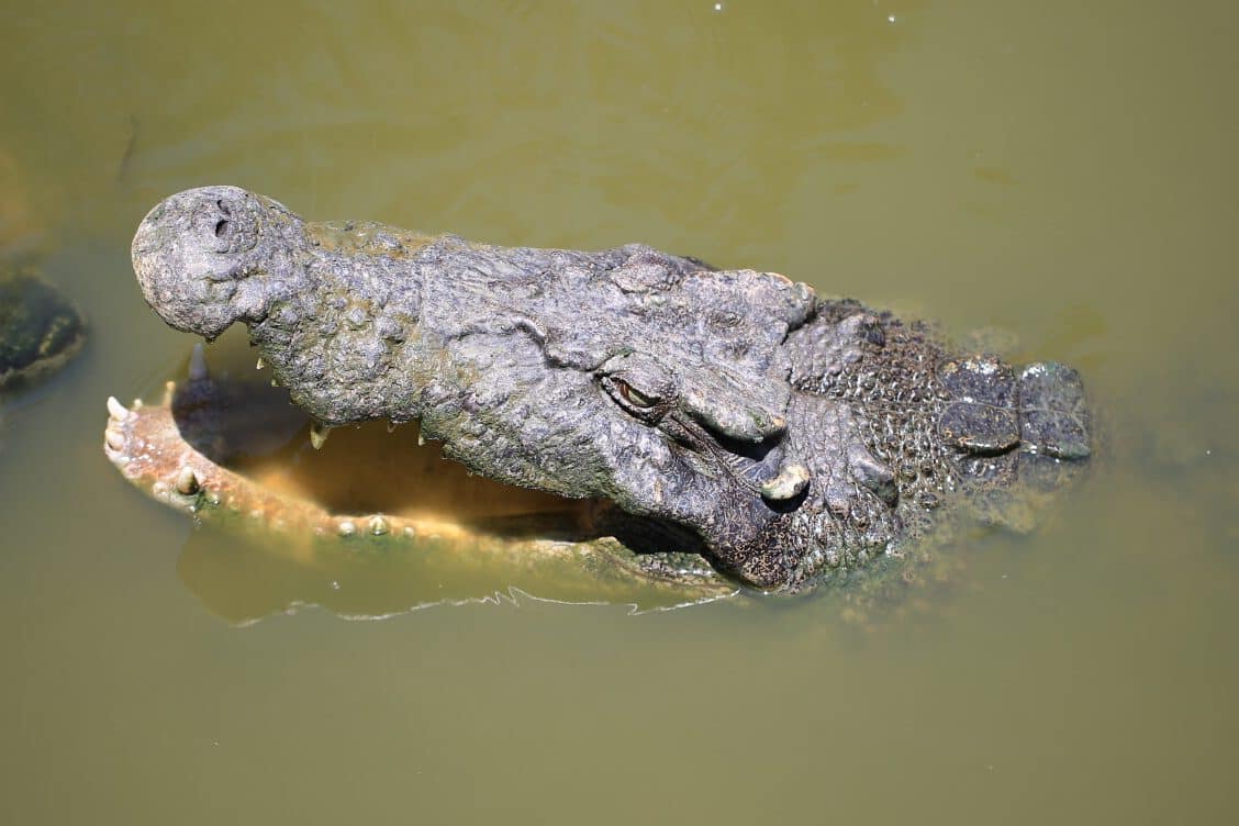Dream of Crocodile Chasing You 5 Meanings & Interpretations