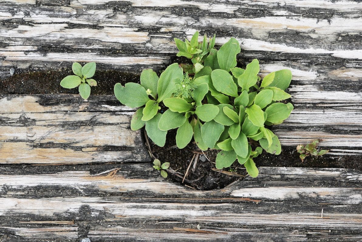 Dream of Plants in Pots Meanings Feeling Restricted?
